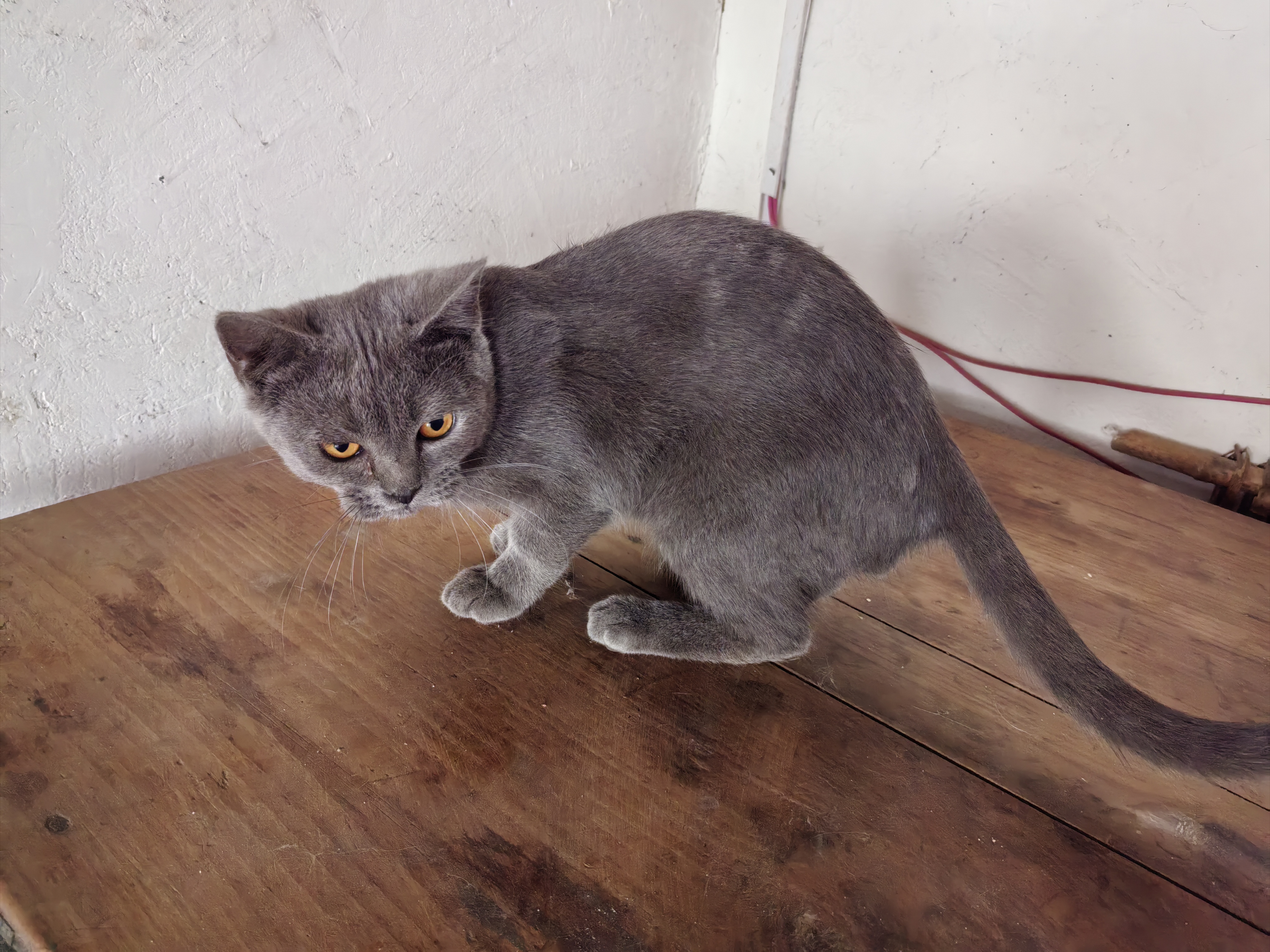 蓝猫